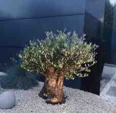 Súťaž o poukážku na nákup olivovníka v hodnote 25€